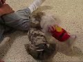 Little Maltese choly VS Shih tzu Little Maltese choly VS Shih tzu