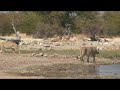 lions in Etosha, Namibia