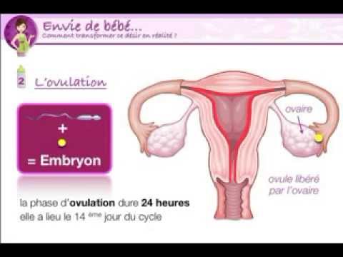 comment avoir le plus de chance de tomber enceinte