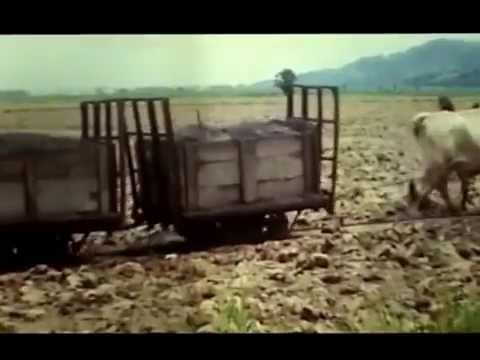 how to train oxen
