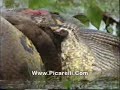 Sucuri VS Capivara anaconda VS capivara in Brazil Sucuri VS Capivara anaconda VS capivara in Brazil