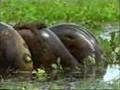 Sucuri VS Capivara anaconda VS capivara in Brazil