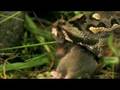 Kenyan horned viper (Bitis worthingtoni) eats mouse