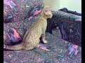 Ocicat kitten Ulla