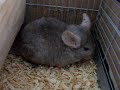 A Chinchilla\