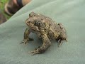 This male was so fixated on attracting a female that he began siging sitting on my leg © 2007, naturefreak07