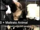 N0 + Maltrato Animal