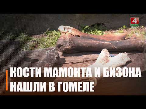 Кости мамонта и бизона нашли в реке Сож во время тренировочных спусков гомельские водолазы видео