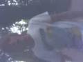 videos de Mosquito si Nicu zis (Dj Veveritza) Live in Ribalta