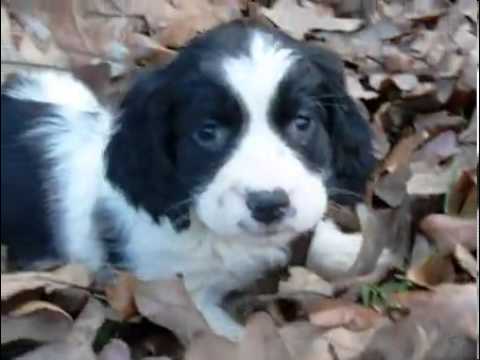 AKC Maggie's Girl 1