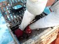 Stone Crab Claw Removal