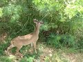 Deer in the yard - St. Croix US Virgin Islands Deer in the yard - St. Croix US Virgin Islands