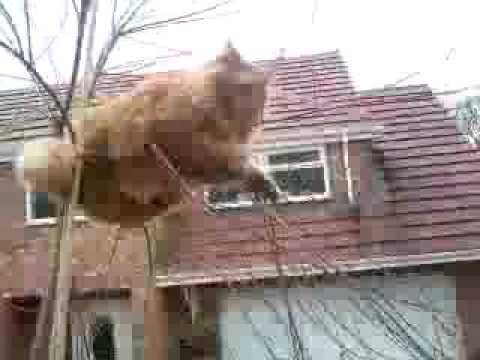 Толстый кот