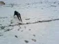 japanese akita pup and tyson playin in snow japanese akita pup and tyson playin in snow