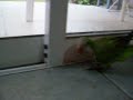 Cotorra huyendo de la camara