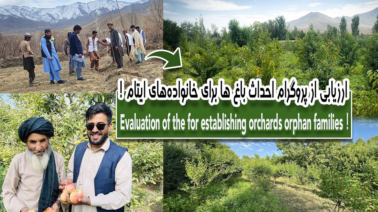 Evaluation of the for establishing orchards orphan families