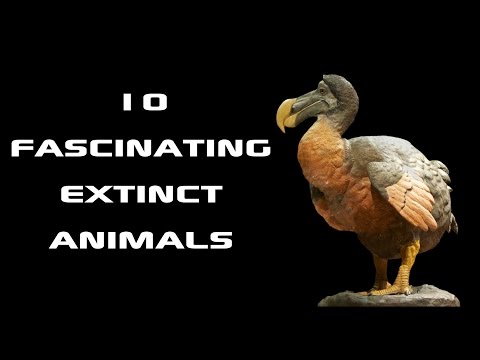 Unit 13-10 fascinating Extinct animals Thumbnail