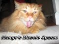 Mango\