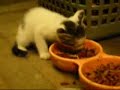 cute cat2 cute cat2