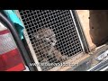 Clip from Amazona The Birth of a Zoo