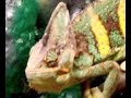 Camaleon Calyptratus Naka Camaleon Calyptratus Naka