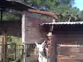 yo en la burra de don jose