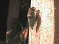 Texas Cicada (Tibicen pruinosa) [re]birth