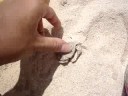 ?????????????Hermit crabs on Kourijima beach - Paguri a Kourijima ?????????????Hermit crabs on Kourijima beach - Paguri a Kourijima