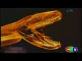 anaconda, tayland anaconda, tayland