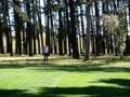 videos de WANNABE FOREST FAIRIES