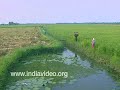 A harvest scene from Kuttanad, the rice bowl of Kerala