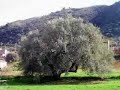 Ville de Sidi-Aich