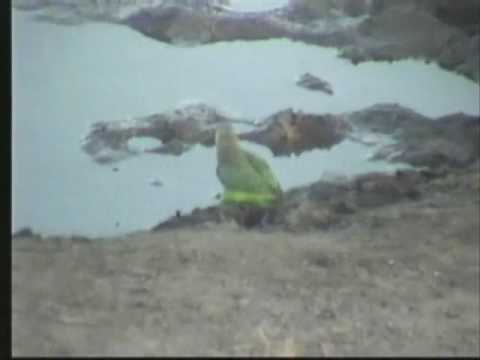 Brown-Headed Parrot, Africa Green ...