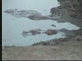 Brown-Headed Parrot, Africa Green Pigeons & 3-Banded Plover