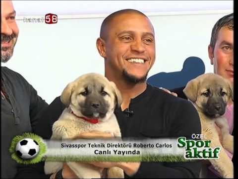 kangal