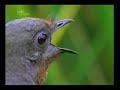 amazing bird that can imitate any sound