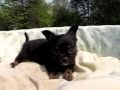YouTube ����|�b�v�A�b�v�Đ�
