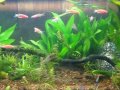 Aquascaping Aquascaping