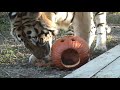 Carnivore Preservation Trust Thankful for Tech Upgrade Carnivore Preservation Trust Thankful for Tech Upgrade