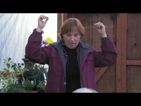 how to transplant a bridal wreath bush