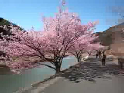 南伊豆町『みなみの桜と菜の花まつり』