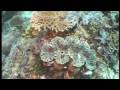 videos de PAC ADV 1