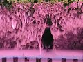 Thumbnail #2