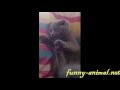 Surprised Kitty, cat has a cute