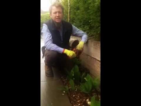 how to transplant lily of the valley