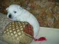 WESTIE Carra - de la 1 - la 18 zile