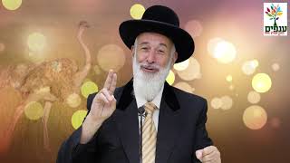 הרב יונה מצגר – פרשת ראה