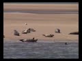 Die Seehundbänke vor Büsum (Nordsee - Deutsche Bucht) Die Seehundbänke vor Büsum (Nordsee - Deutsche Bucht)