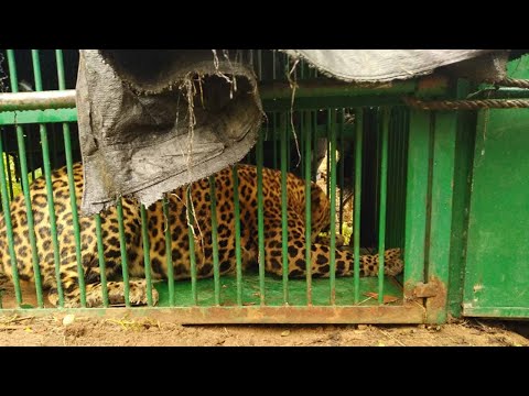 Hyderabad: Elusive leopard strikes again at Rajendranagar, trapped by forest department this time