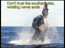 Moby Dick, beware of falling in love!